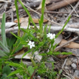 Leucopogon virgatus at Paddys River, ACT - 1 Nov 2014 08:58 AM