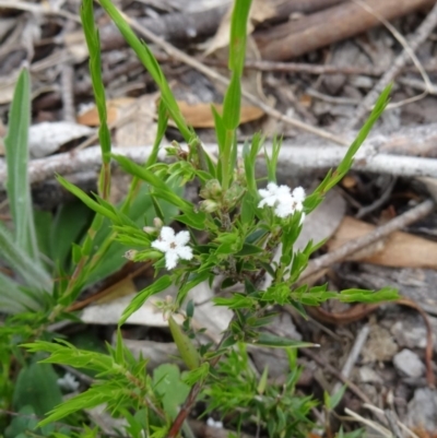 Leucopogon virgatus (Common Beard-heath) at Paddys River, ACT - 31 Oct 2014 by galah681