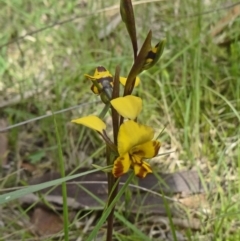 Diuris semilunulata (Late Leopard Orchid) - 1 Jan 1900 by galah681