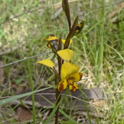 Diuris semilunulata (Late Leopard Orchid) - 1 Jan 1900 by galah681