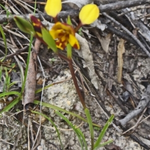 Diuris semilunulata at Paddys River, ACT - suppressed