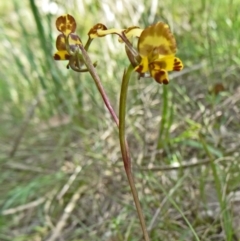 Diuris semilunulata at Paddys River, ACT - suppressed