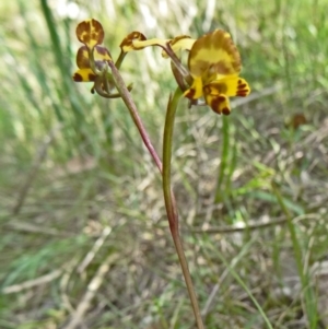 Diuris semilunulata at Paddys River, ACT - suppressed