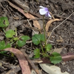 Viola hederacea (Ivy-leaved Violet) at Paddys River, ACT - 1 Nov 2014 by galah681