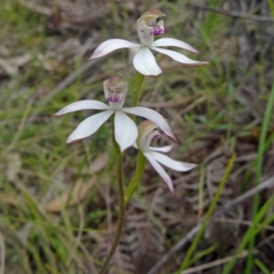 Caladenia moschata at Paddys River, ACT - suppressed