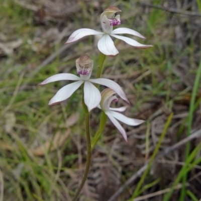 Caladenia moschata (Musky Caps) - 1 Jan 1900 by galah681