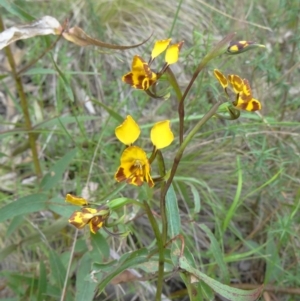 Diuris semilunulata at Paddys River, ACT - 1 Nov 2014