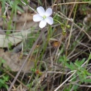 Drosera auriculata at Paddys River, ACT - 1 Nov 2014 10:28 AM