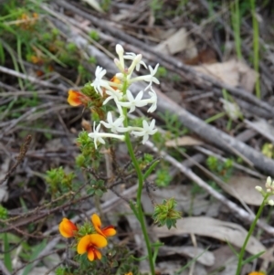 Stackhousia monogyna at Paddys River, ACT - 1 Nov 2014 10:29 AM