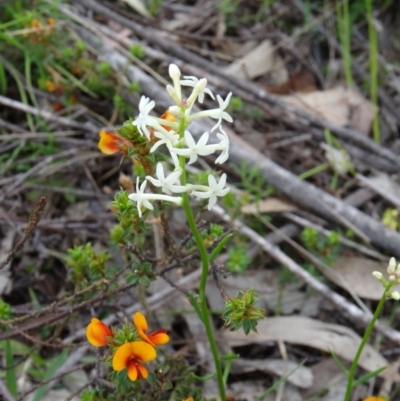 Stackhousia monogyna (Creamy Candles) at Paddys River, ACT - 31 Oct 2014 by galah681