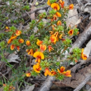 Pultenaea procumbens at Paddys River, ACT - 1 Nov 2014