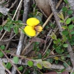 Bossiaea buxifolia (Matted Bossiaea) at Tidbinbilla Nature Reserve - 31 Oct 2014 by galah681