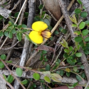 Bossiaea buxifolia at Paddys River, ACT - 1 Nov 2014 10:29 AM