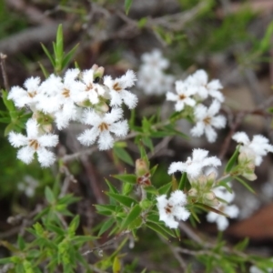 Leucopogon virgatus at Paddys River, ACT - 1 Nov 2014