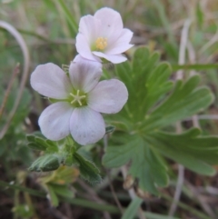 Geranium solanderi var. solanderi (Native Geranium) at Point Hut to Tharwa - 22 Oct 2014 by michaelb