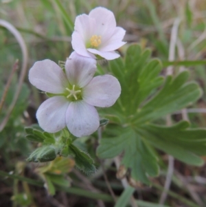 Geranium solanderi var. solanderi at Point Hut to Tharwa - 22 Oct 2014 07:12 PM