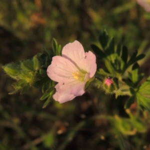 Geranium solanderi var. solanderi at Point Hut to Tharwa - 22 Oct 2014 07:12 PM