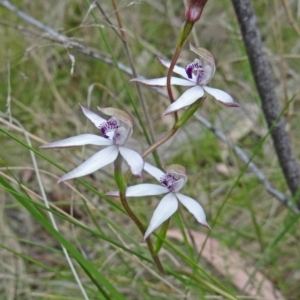 Caladenia moschata at Paddys River, ACT - 1 Nov 2014