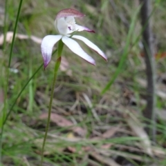 Caladenia moschata (Musky Caps) at Paddys River, ACT - 31 Oct 2014 by galah681