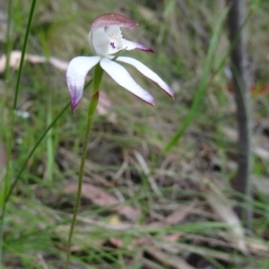 Caladenia moschata at Paddys River, ACT - 1 Nov 2014