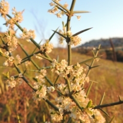 Discaria pubescens (Australian Anchor Plant) at Point Hut Hill - 22 Oct 2014 by michaelb