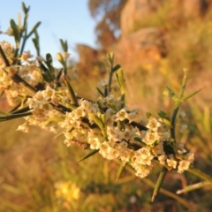 Discaria pubescens at Point Hut to Tharwa - 22 Oct 2014