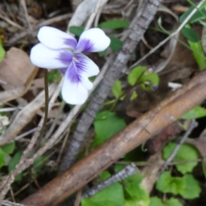 Viola hederacea at Paddys River, ACT - 1 Nov 2014