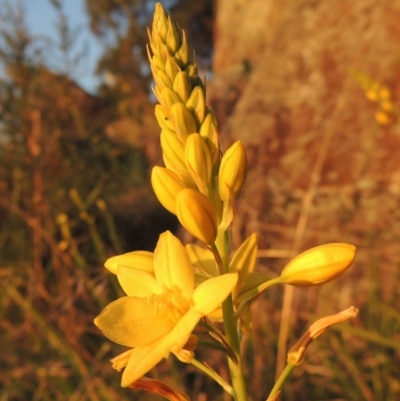 Bulbine glauca (Rock Lily) at Point Hut to Tharwa - 22 Oct 2014 by michaelb