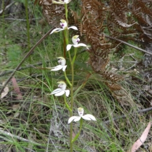 Caladenia moschata at Paddys River, ACT - suppressed