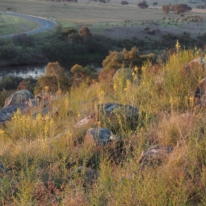 Bulbine glauca at Point Hut to Tharwa - 22 Oct 2014 07:26 PM