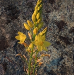 Bulbine glauca at Point Hut to Tharwa - 22 Oct 2014 07:26 PM