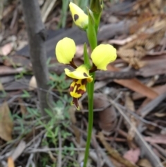 Diuris sulphurea (Tiger Orchid) - 1 Jan 1900 by galah681