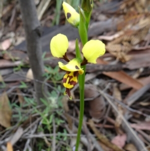 Diuris sulphurea at Paddys River, ACT - suppressed