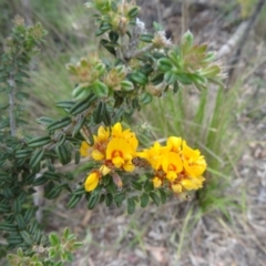 Oxylobium ellipticum (Common Shaggy Pea) at Tidbinbilla Nature Reserve - 31 Oct 2014 by galah681