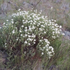 Pimelea linifolia subsp. caesia (Slender Rice Flower) at Point Hut Hill - 22 Oct 2014 by michaelb