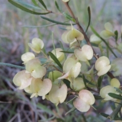 Dodonaea viscosa (Hop Bush) at Point Hut Hill - 22 Oct 2014 by michaelb