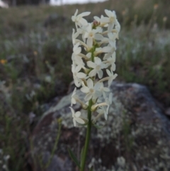 Stackhousia monogyna (Creamy Candles) at Point Hut to Tharwa - 22 Oct 2014 by michaelb