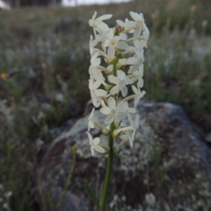 Stackhousia monogyna at Point Hut to Tharwa - 22 Oct 2014