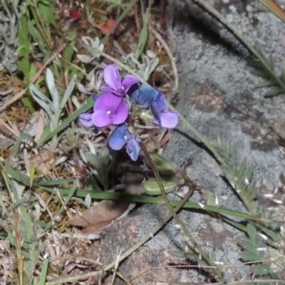 Swainsona behriana (Behr's Swainson-Pea) at Point Hut to Tharwa - 22 Oct 2014 by michaelb