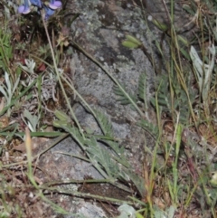 Swainsona behriana at Point Hut to Tharwa - 22 Oct 2014 07:58 PM