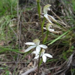 Caladenia moschata (Musky Caps) at Paddys River, ACT - 1 Nov 2014 by galah681