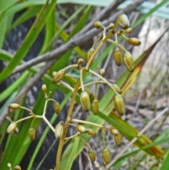 Dianella tasmanica (Tasman Flax Lily) at Paddys River, ACT - 1 Nov 2014 by galah681