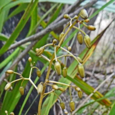 Dianella tasmanica (Tasman Flax Lily) at Paddys River, ACT - 1 Nov 2014 by galah681