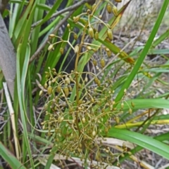 Dianella tasmanica at Paddys River, ACT - 1 Nov 2014 11:05 AM