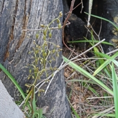 Dianella tasmanica at Paddys River, ACT - 1 Nov 2014 11:05 AM