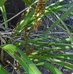 Dianella tasmanica (Tasman Flax Lily) at Paddys River, ACT - 17 Oct 2014 by galah681