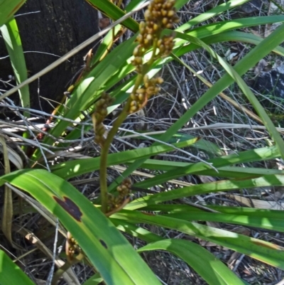 Dianella tasmanica (Tasman Flax Lily) at Paddys River, ACT - 17 Oct 2014 by galah681