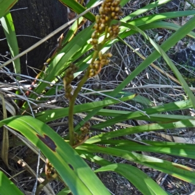 Dianella tasmanica (Tasman Flax Lily) at Paddys River, ACT - 18 Oct 2014 by galah681