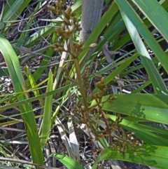 Dianella tasmanica at Paddys River, ACT - 18 Oct 2014