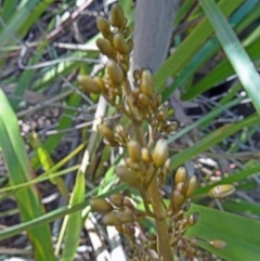 Dianella tasmanica at Paddys River, ACT - 18 Oct 2014